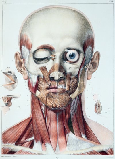 Muskulatur des Gesichts mit der Augenhöhle, Tafel aus 